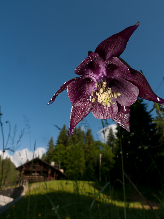 [it]Aquilegia scura (Aquilegia atrata)[en]Dark columbine (Aquilegia atrata).jpg